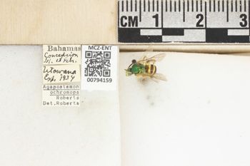 Media type: image;   Entomology 794159 Aspect: Labels